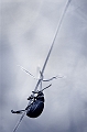 faune 12_06_10n02